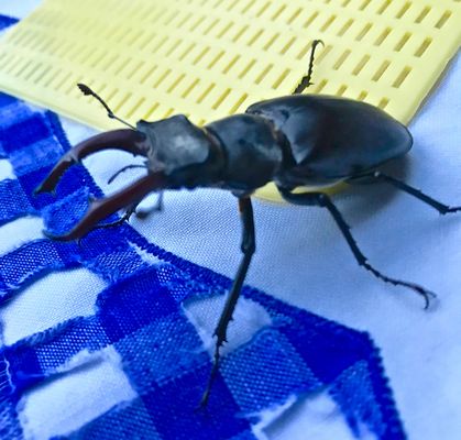 Nun fliegen sie wieder ... die prächtigen Hirschkäfer