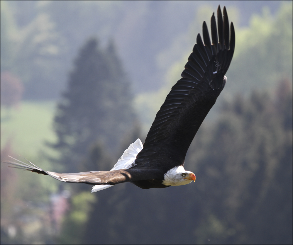 Nun fliegt er wieder............