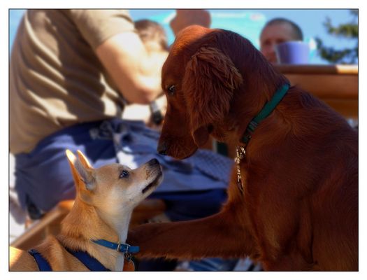 Nun gehe... ...und pass auf deinen Menschen auf.