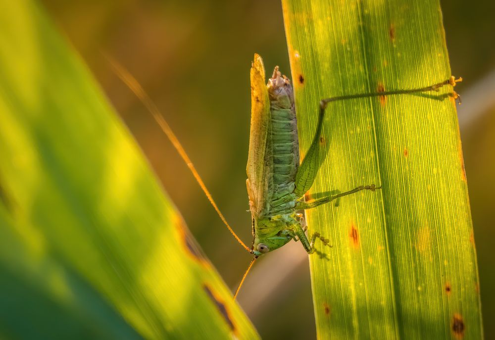 "NUN GEHT ES ABWÄRTS