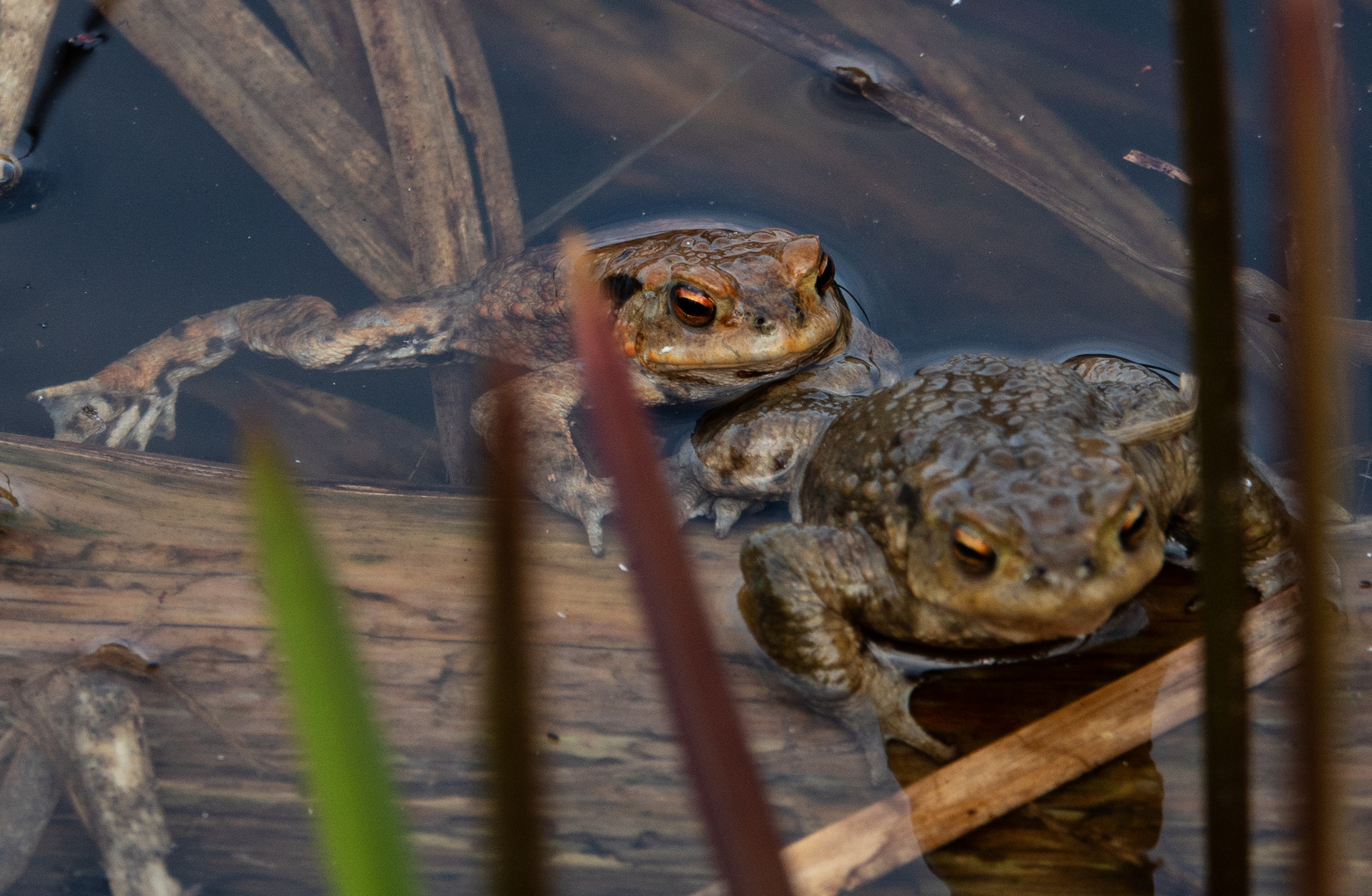 Nun hab dich nicht so, sei kein Frosch