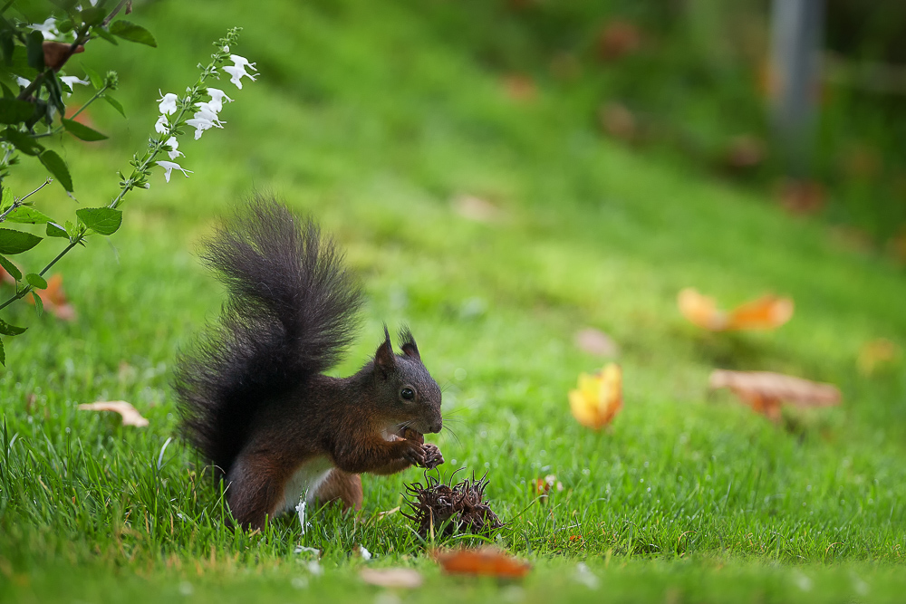 Nun hab ich auch ein Eichhörnchen