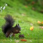 Nun hab ich auch ein Eichhörnchen