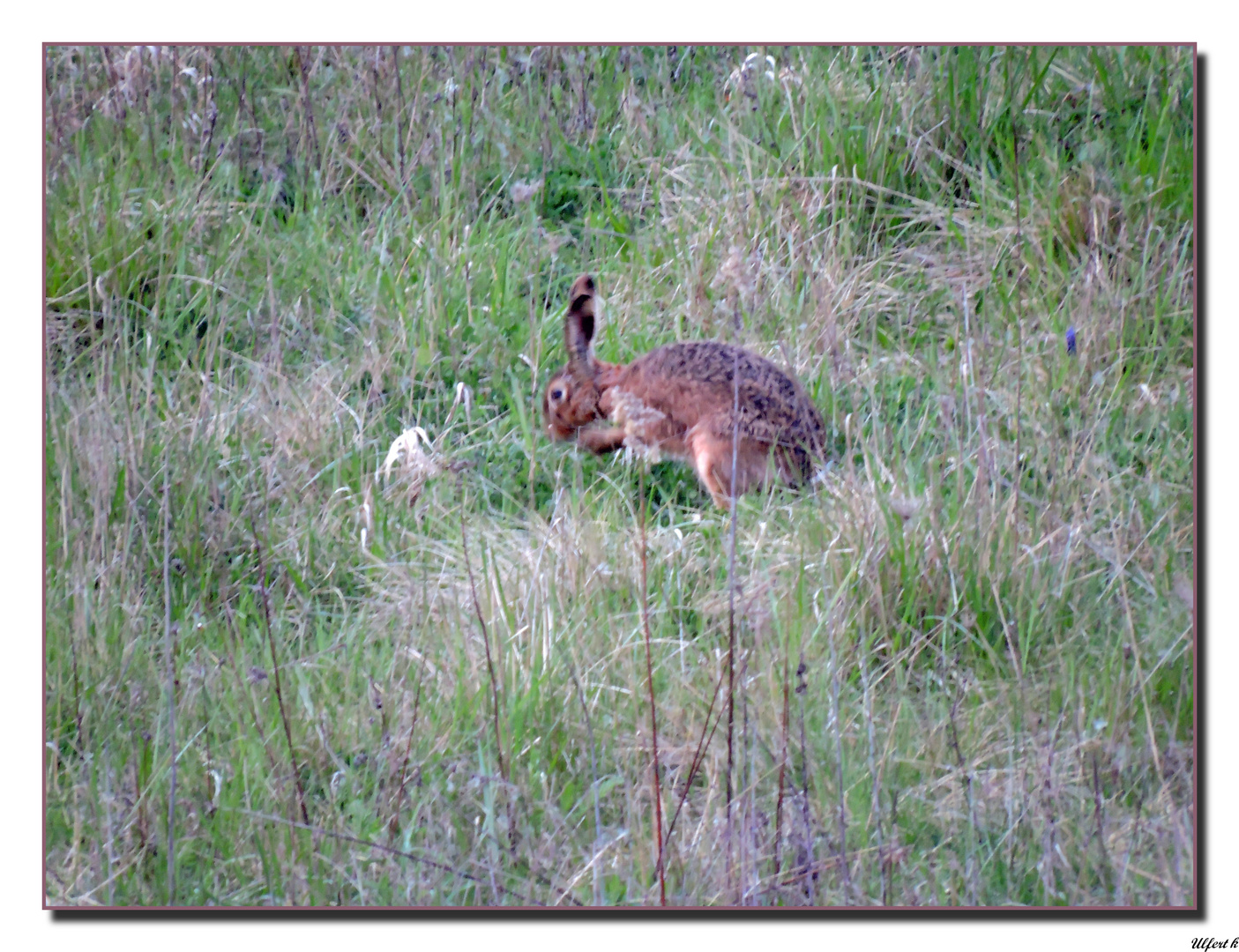 Nun hab ich ihn doch noch entdeckt,den Osterhasen !