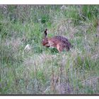 Nun hab ich ihn doch noch entdeckt,den Osterhasen !