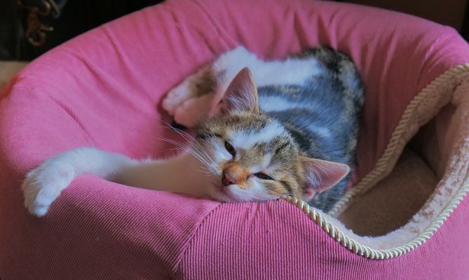 nun hat Abby ihre Reise in ihr neues zu Hause angetreten