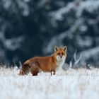 Nun hat er mich doch entdeckt - prächtiger Winterfuchs beim Mausen