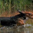 nun im gestrecktem Galopp - Toll nicht