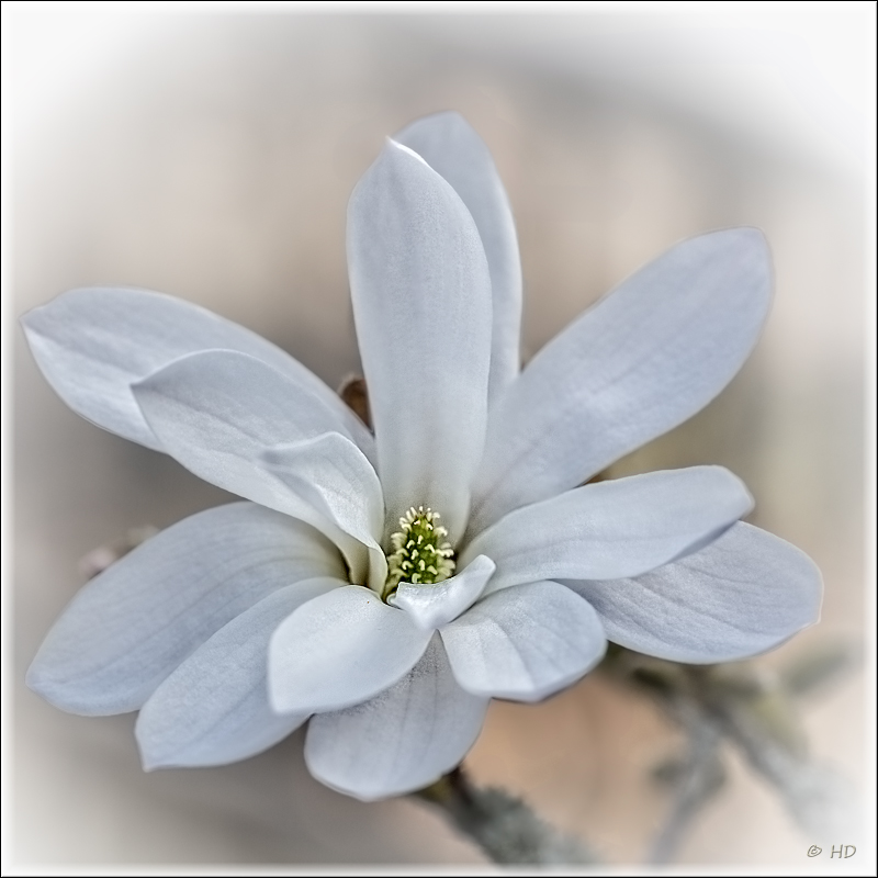 nun in voller Blüte