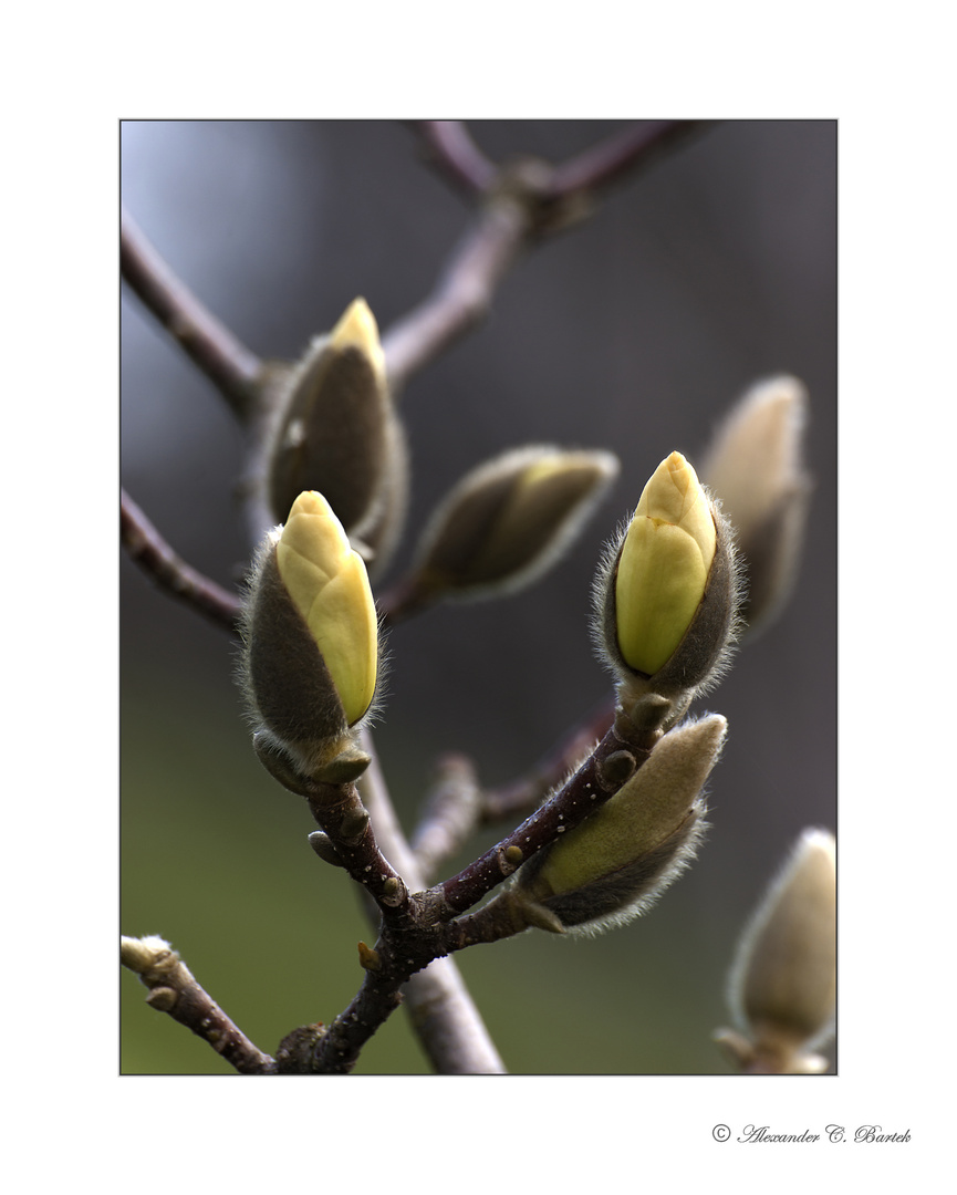 Nun ist der Frühling da!