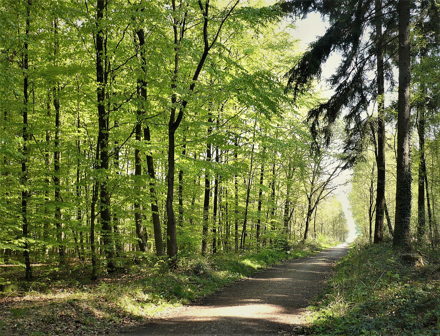 --  nun ist der  FRÜHLINGSWALD  ..  ..  .. 