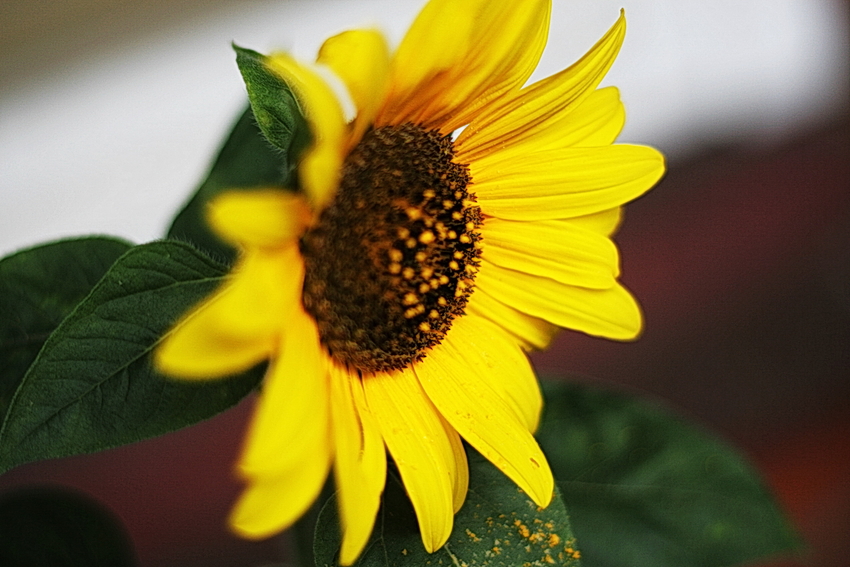 Nun ist der Herbst nicht mehr weit - genießen wir die letzten Sommertage