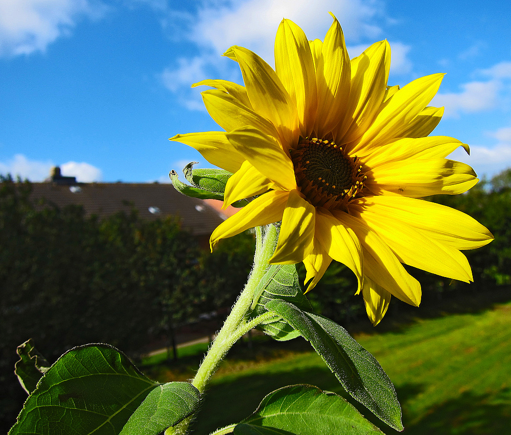 Nun ist der schöne Sommer endgültig vorbei ....