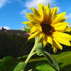 Nun ist der schöne Sommer endgültig vorbei ....