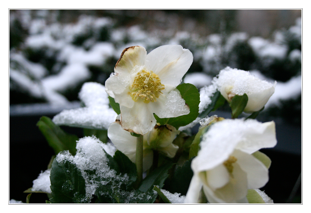 Nun ist der Winter angekommen