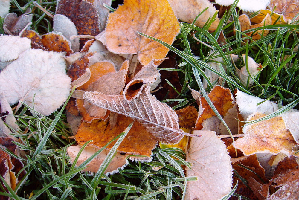 Nun ist der Winter da...Knirscheblätter