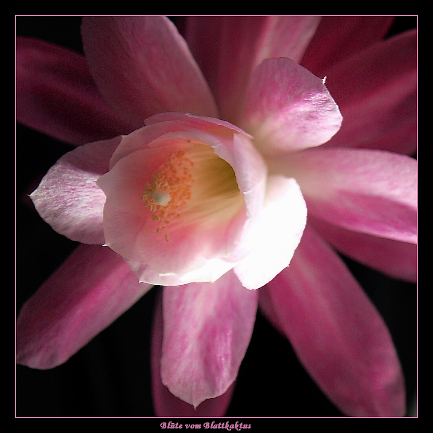 nun ist die Blüte offen Foto & Bild pflanzen, pilze & flechten