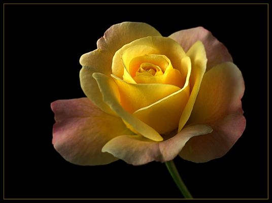 Nun ist die Zeit der wundervollen Rosen 