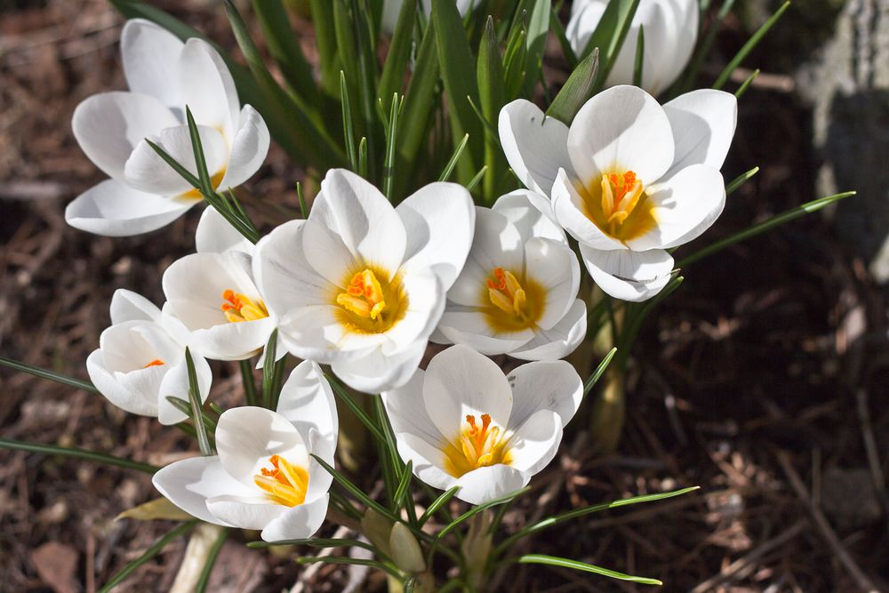 Nun ist er da, der Frühling 2