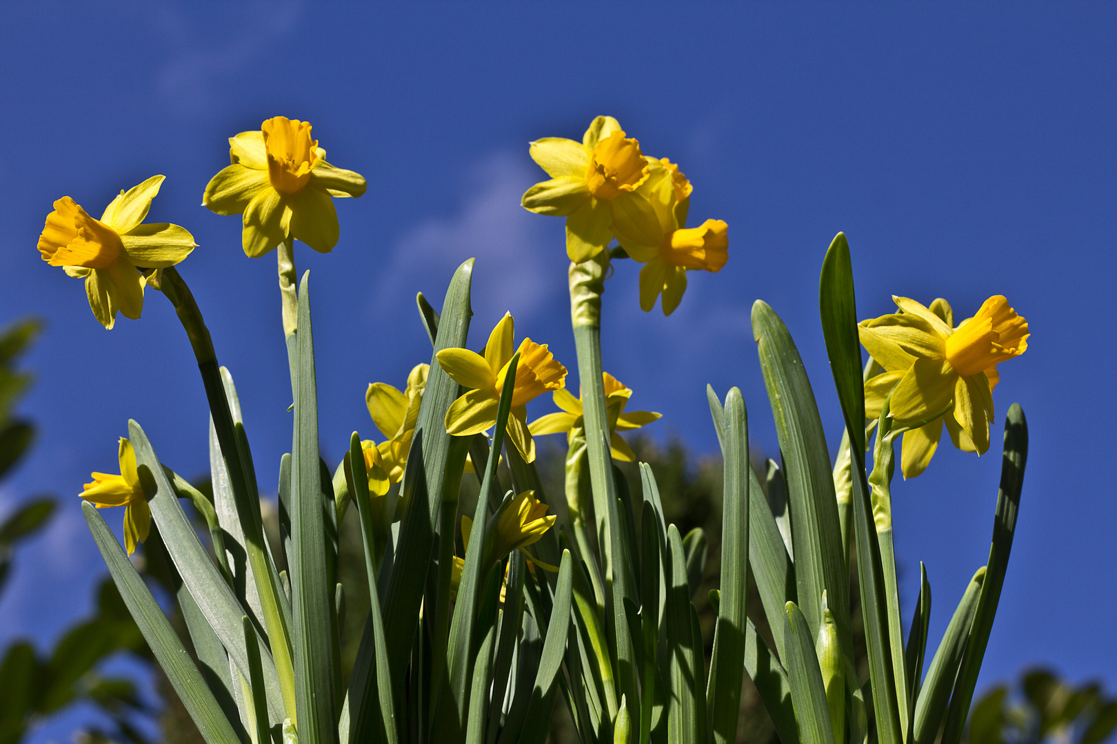 Nun ist er da, der Frühling 3