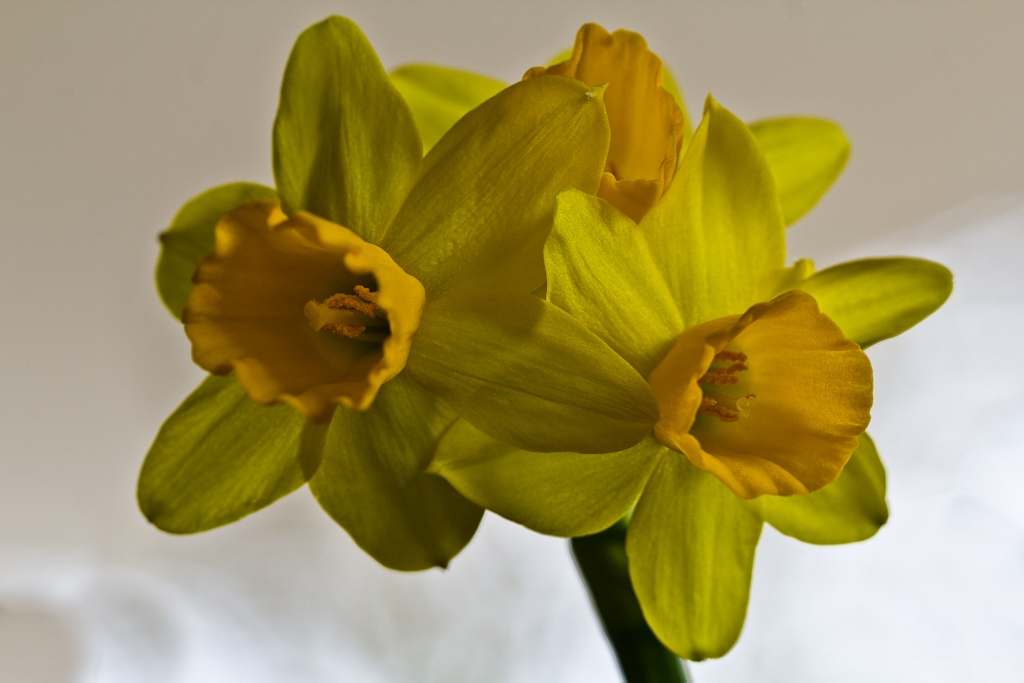 Nun ist er da, der Frühling 4