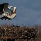 Nun ist er da,der Frühling