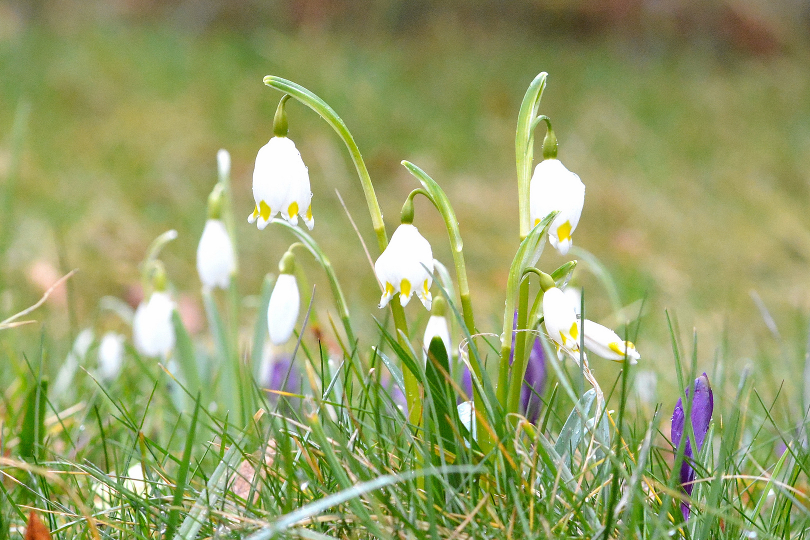 Nun ist er durch Nichts mehr aufzuhalten - der Frühling