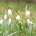 Nun ist er durch Nichts mehr aufzuhalten - der Frühling