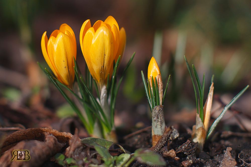 Nun ist es Frühling