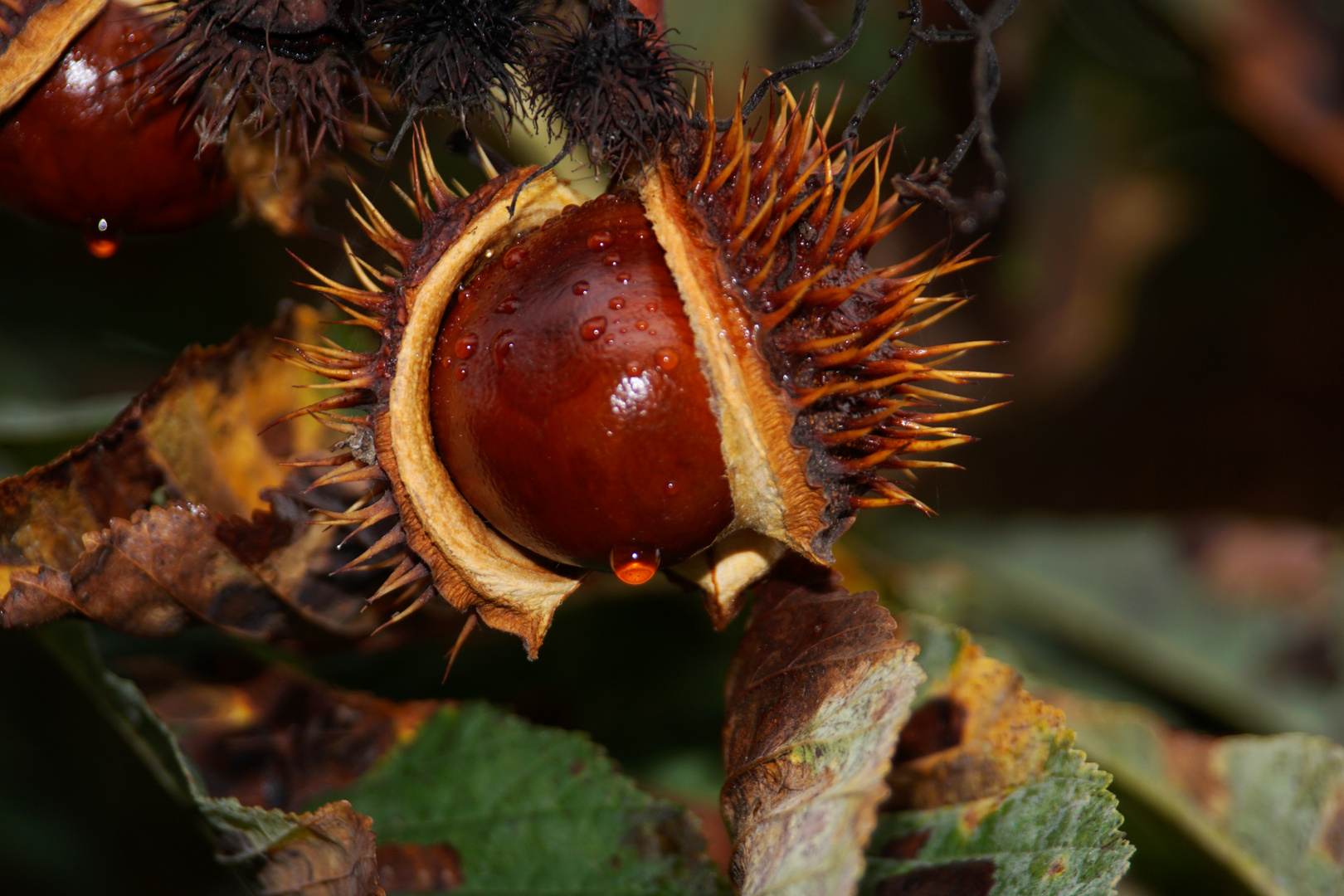 nun ist im garten Helmpflicht