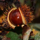 nun ist im garten Helmpflicht