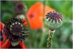 nun ist's vorbei mit Mohn