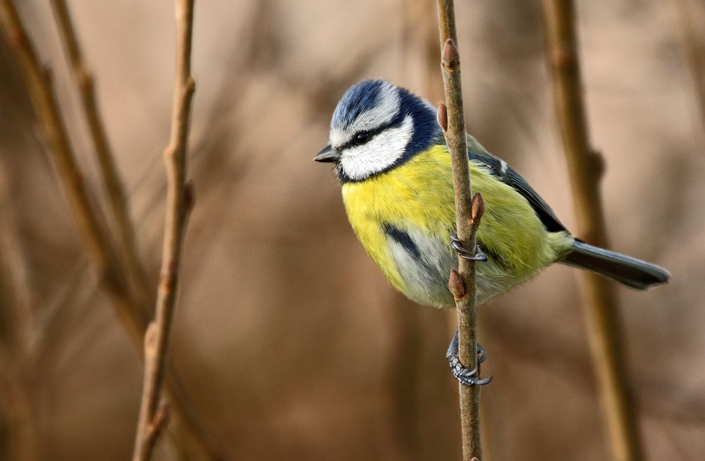 "Nun ja .... eigentlich sind Blaumeisen auch hübsch"