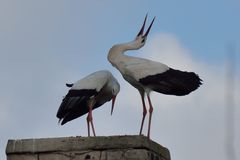 nun kann man sehen warum der auch "Klapperstorch" heißt...