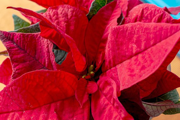 Nun kann Weihnachten ja kommen! 