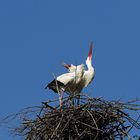 Nun klappern sie wieder - Weißstörche auf dem Nest