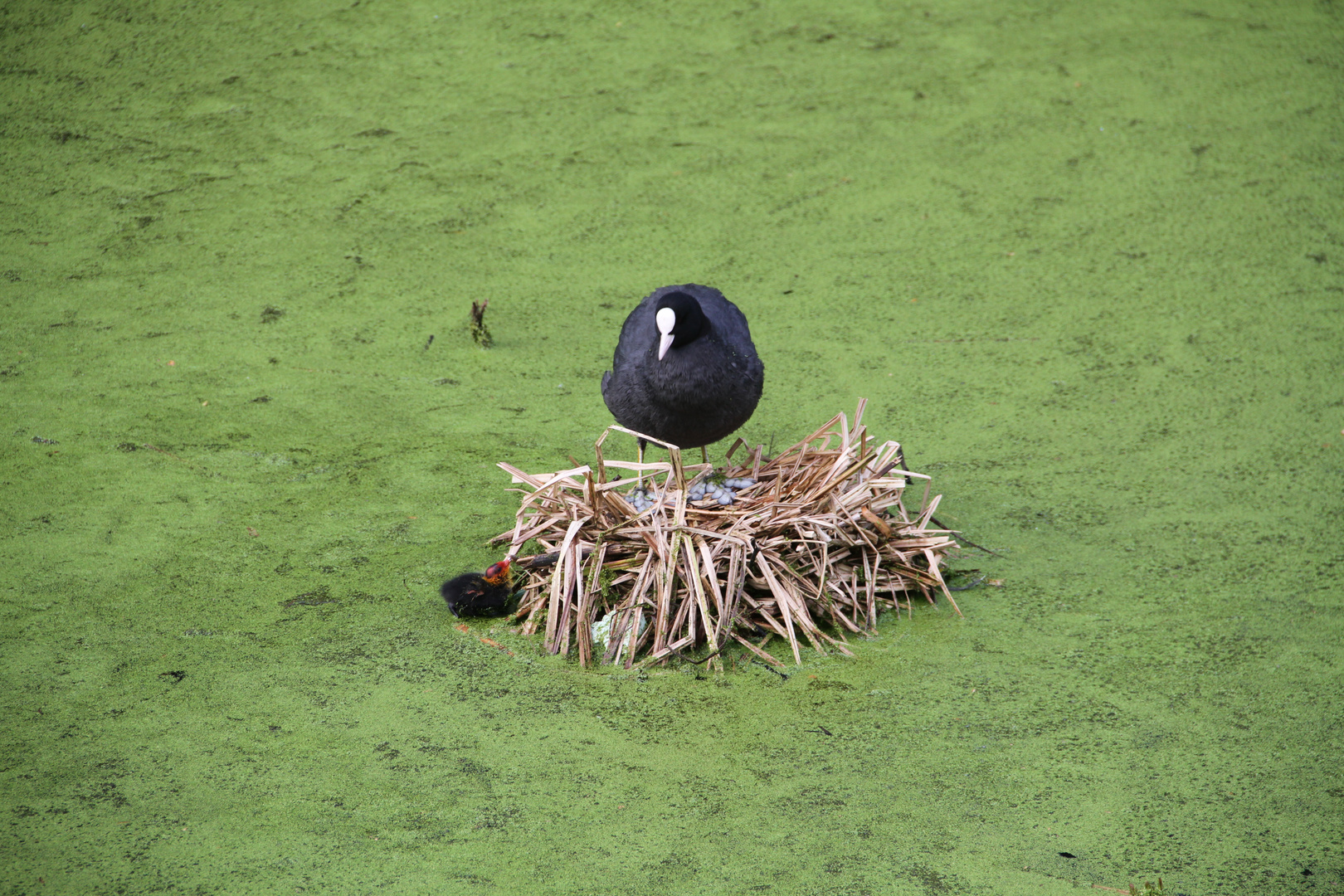 Nun komm schon ins Nest