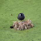 Nun komm schon ins Nest