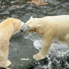 Nun komm schon ins Wasser !