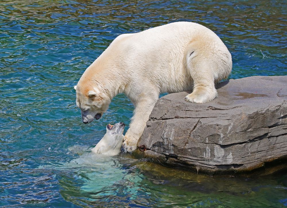 Nun komm schon ins Wasser