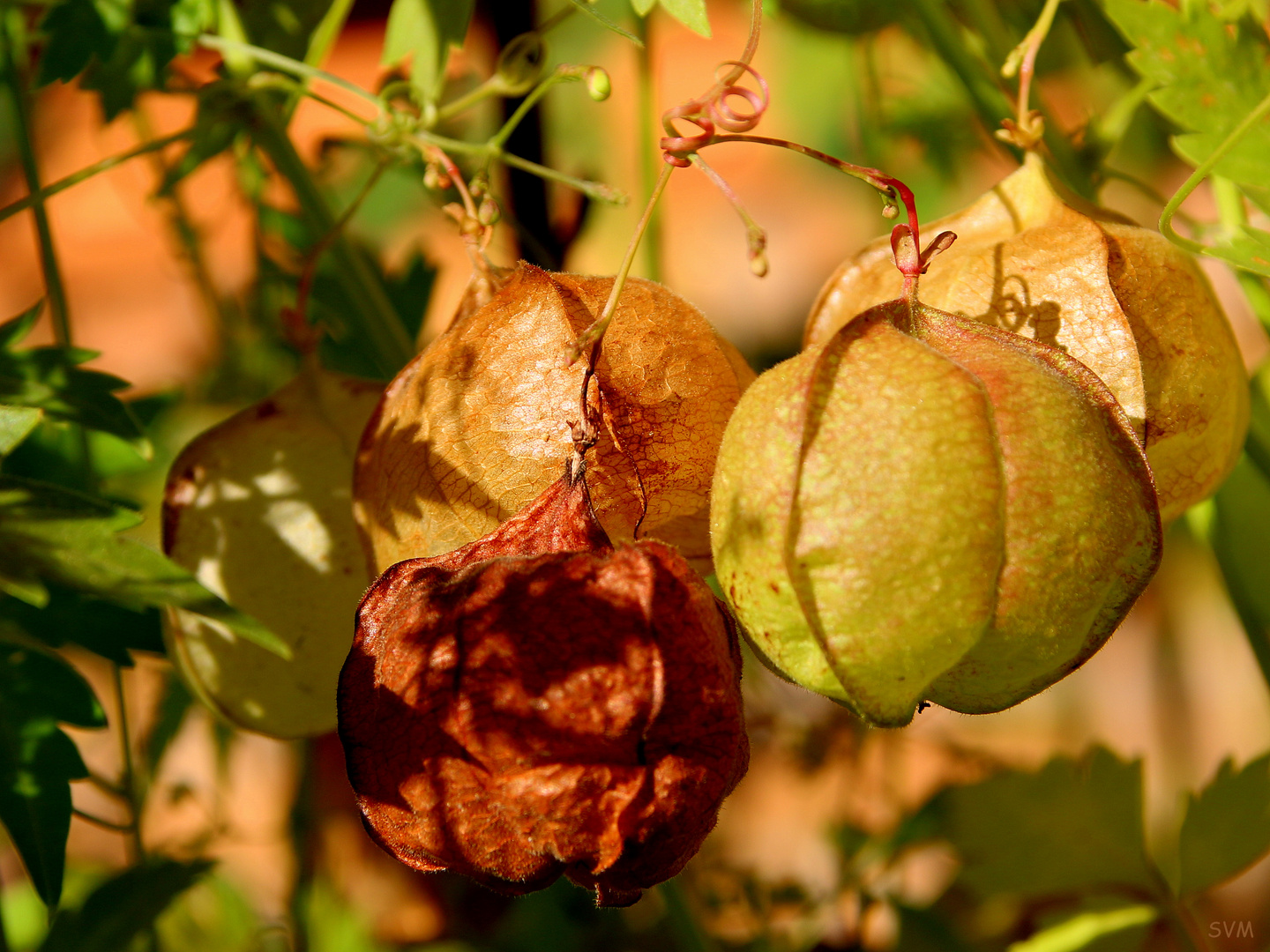 Nun kommt der Herbst mit großen Schritten,