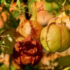 Nun kommt der Herbst mit großen Schritten,