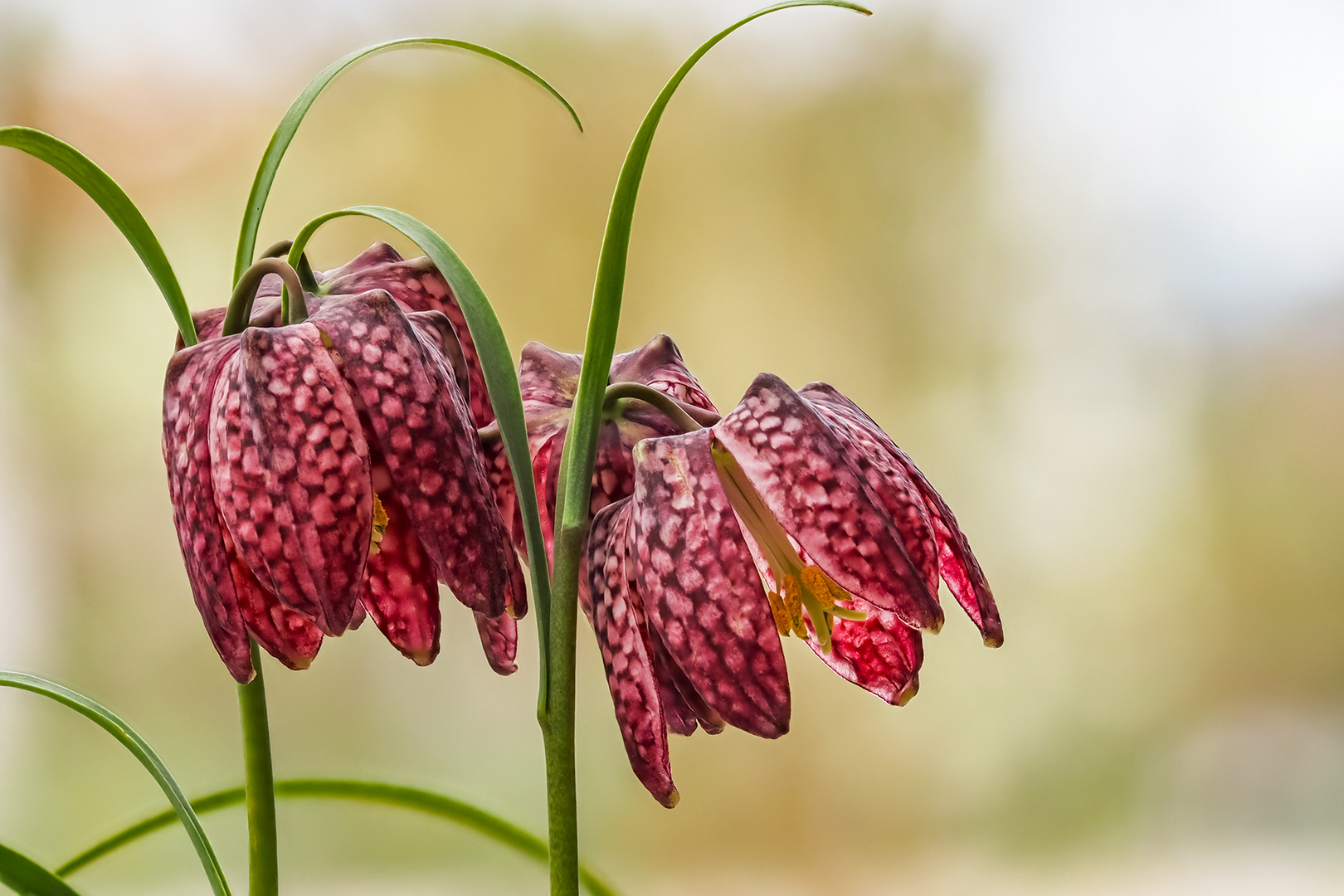 nun kommt doch der Frühling