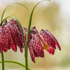 nun kommt doch der Frühling