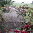 Nun kommt er, der Altweibersommer