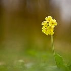 Nun kommt er, der Frühling...