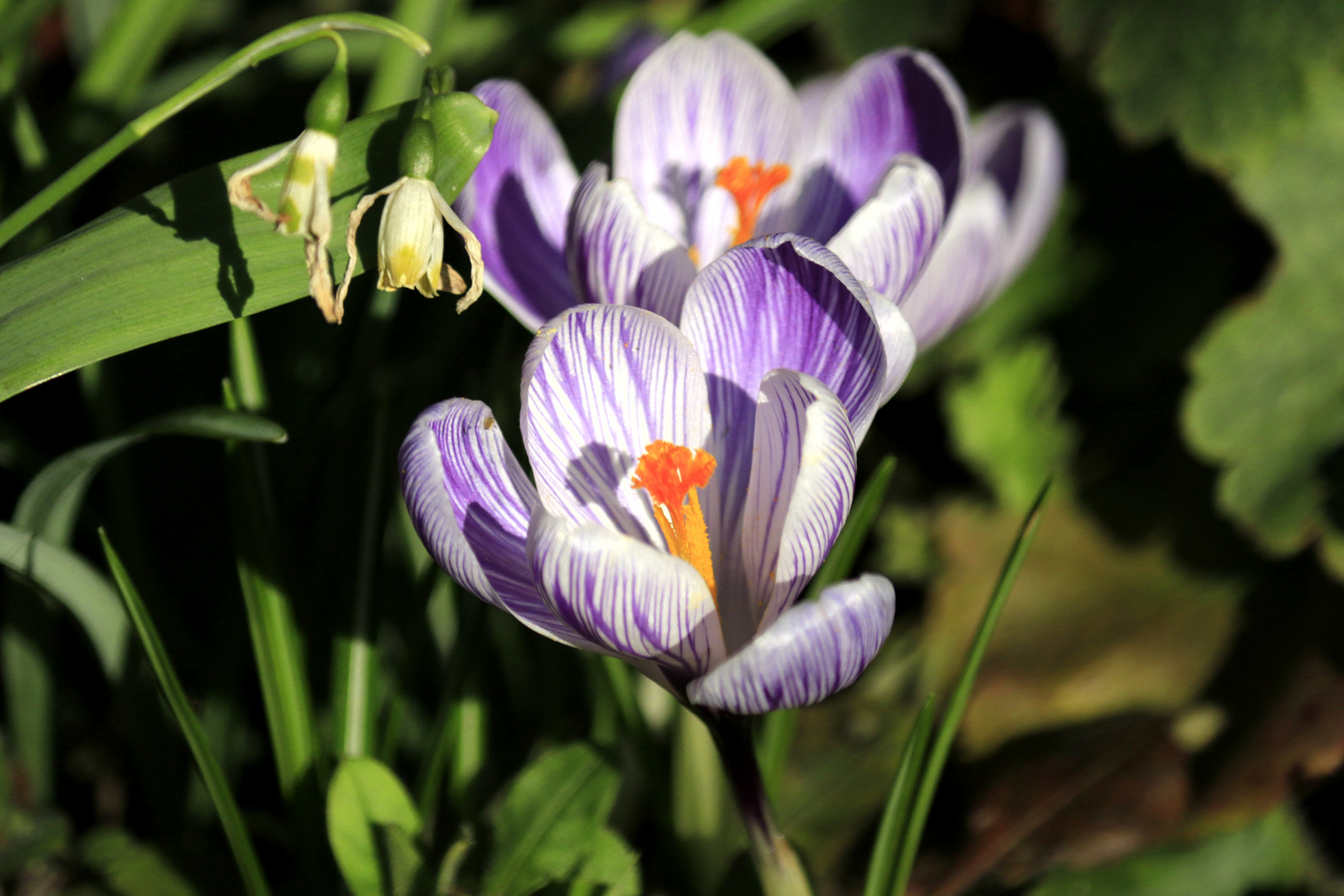 Nun Krokusse in Lila