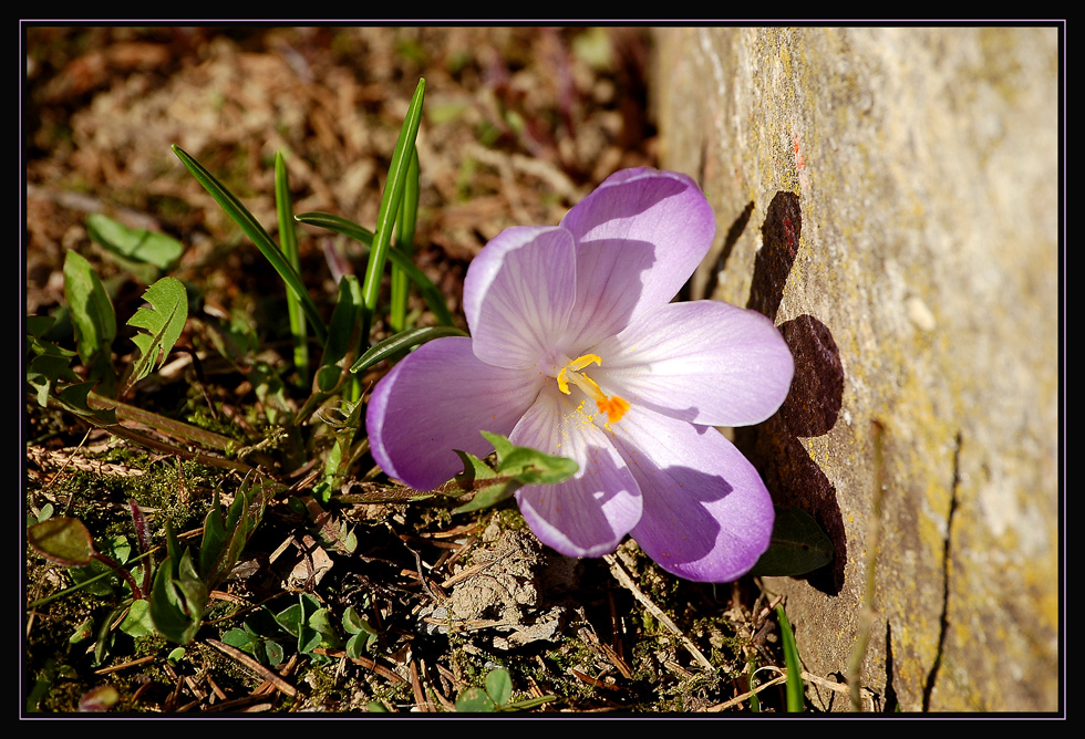 Nun läßt er grüßen - der Frühling!