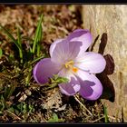 Nun läßt er grüßen - der Frühling!