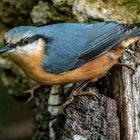 "Nun muss KLEIBER und Co wieder für Aufnahmen herhalten"